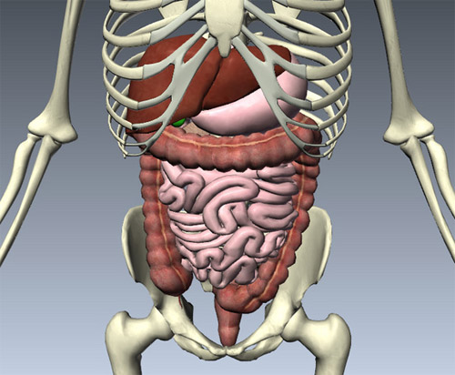 Tìm hiểu chức năng của các hệ thống bên trong cơ thể con người 5